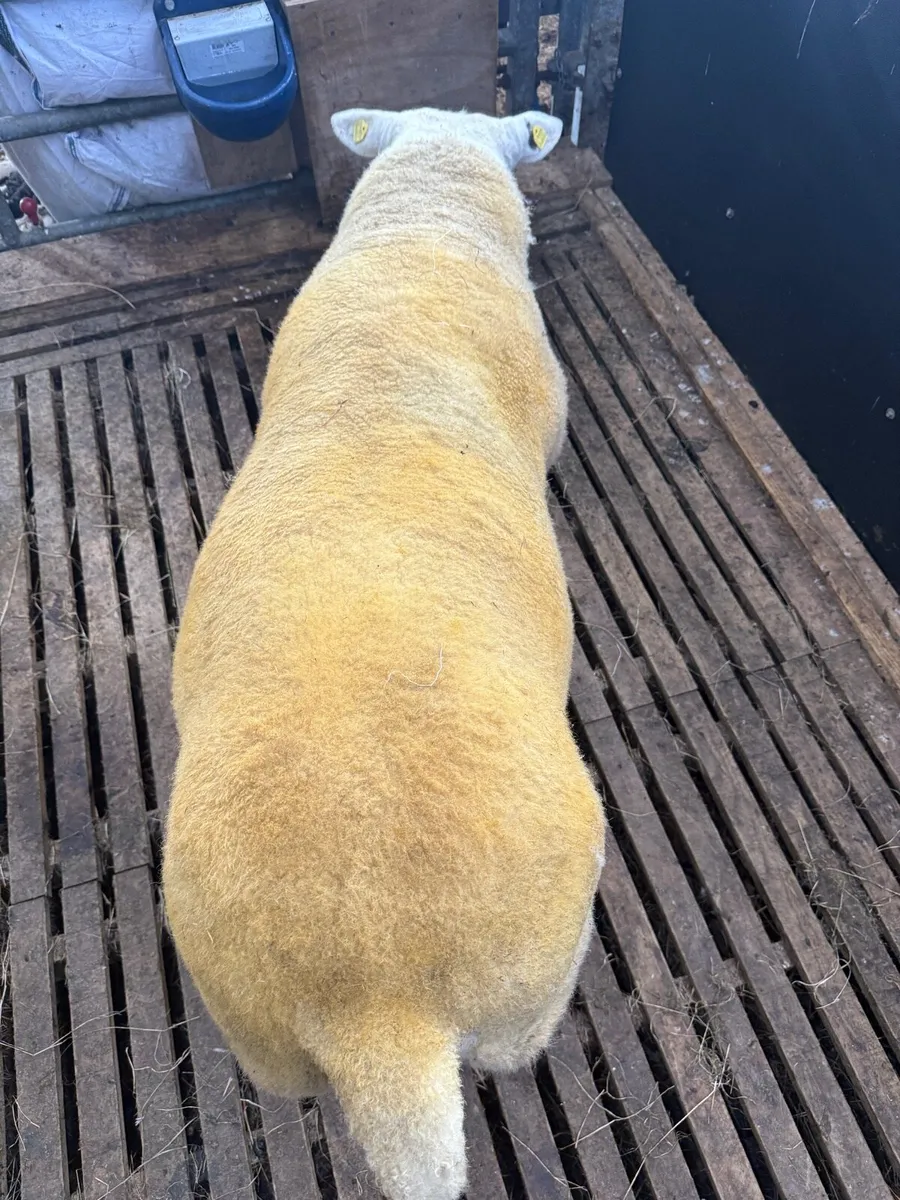 Pedigree Texel Hogget Ram 5 Star SIS - Image 4