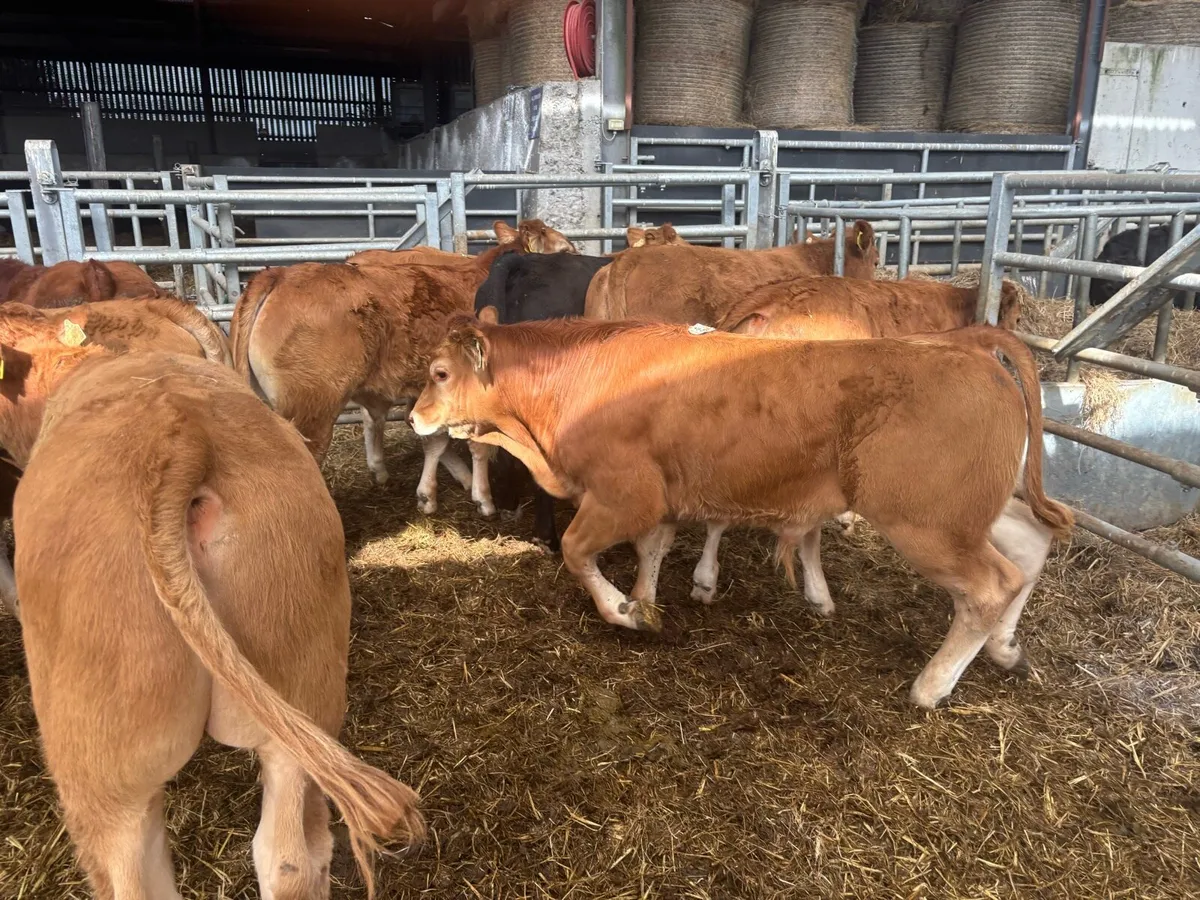 15 super u grade limosin bull weanlings - Image 3