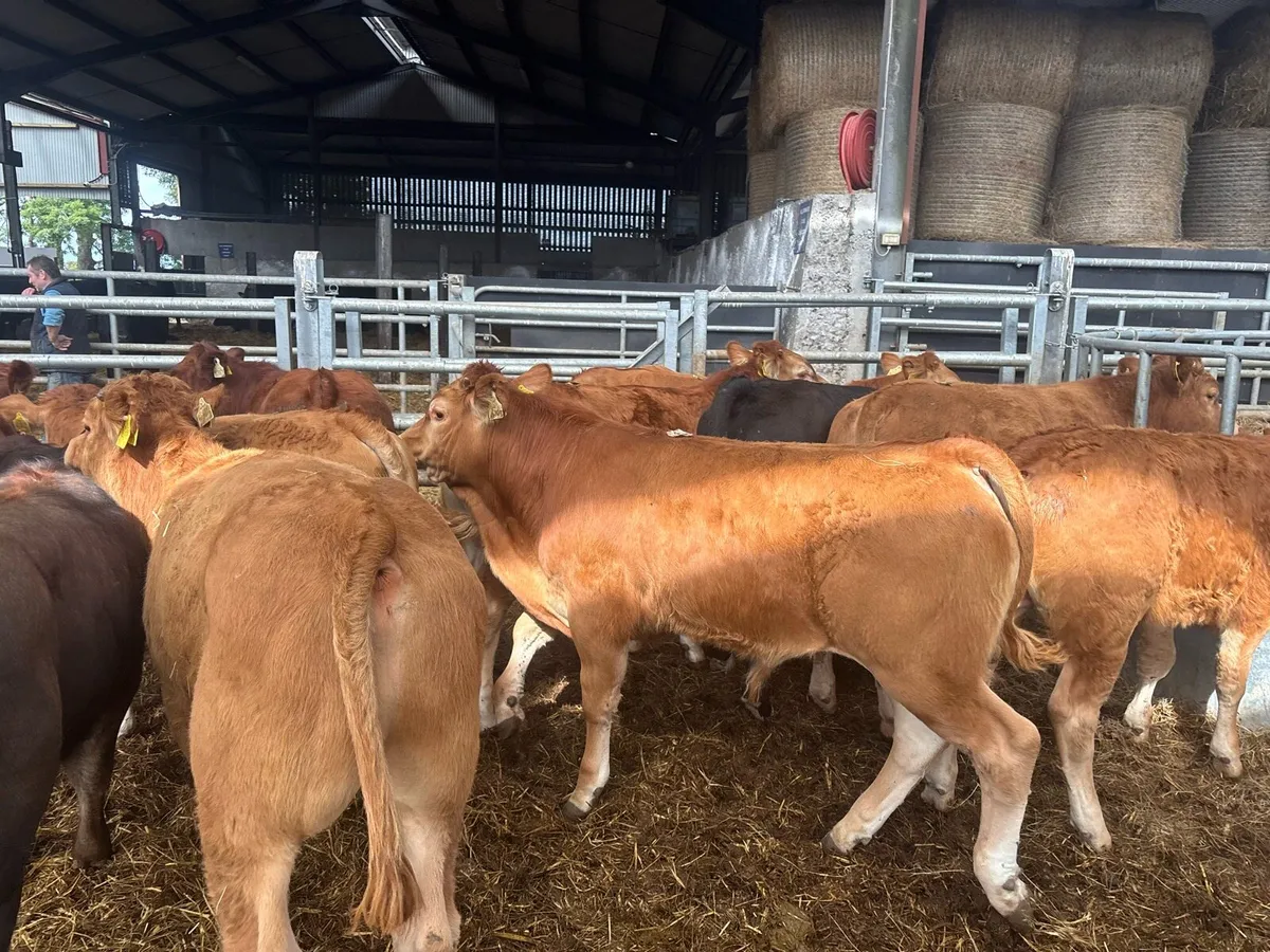 15 super u grade limosin bull weanlings - Image 2