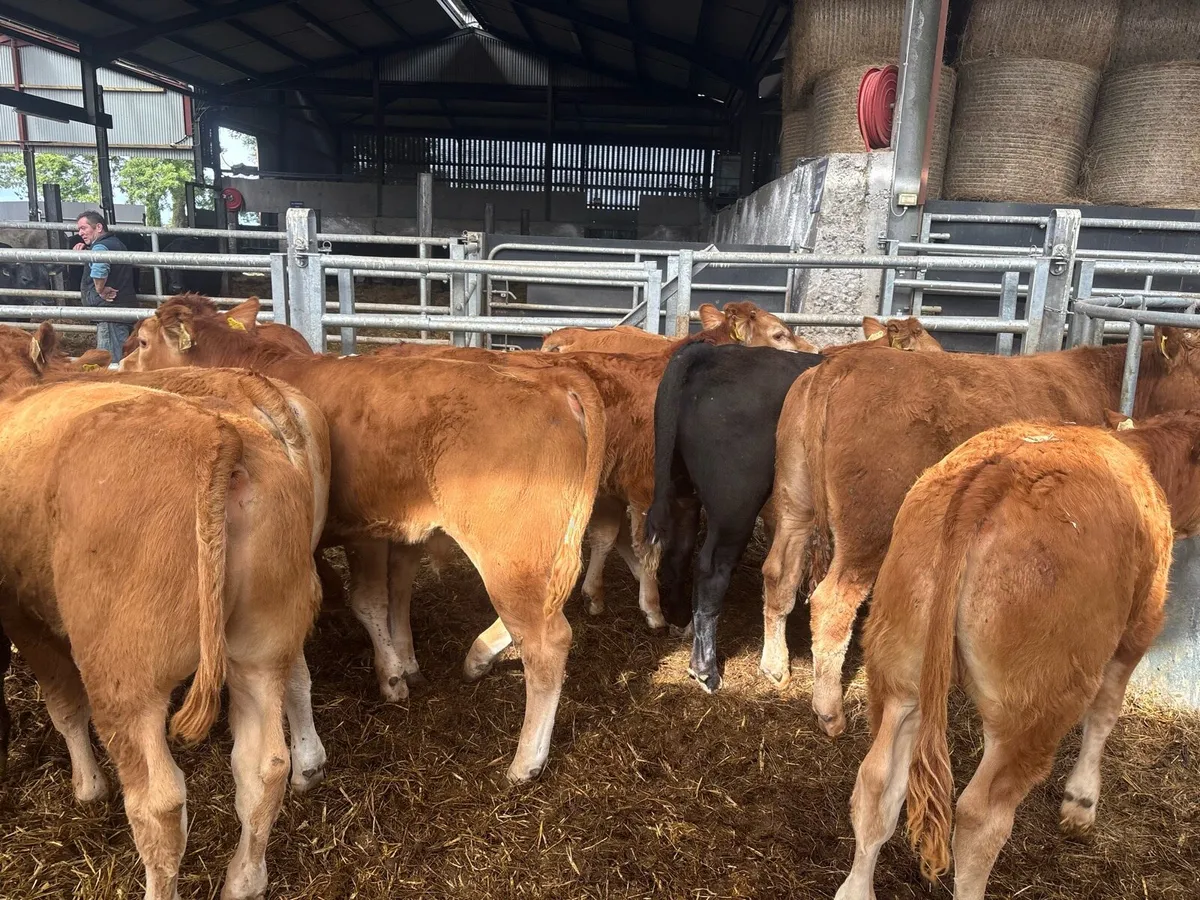 15 super u grade limosin bull weanlings - Image 4
