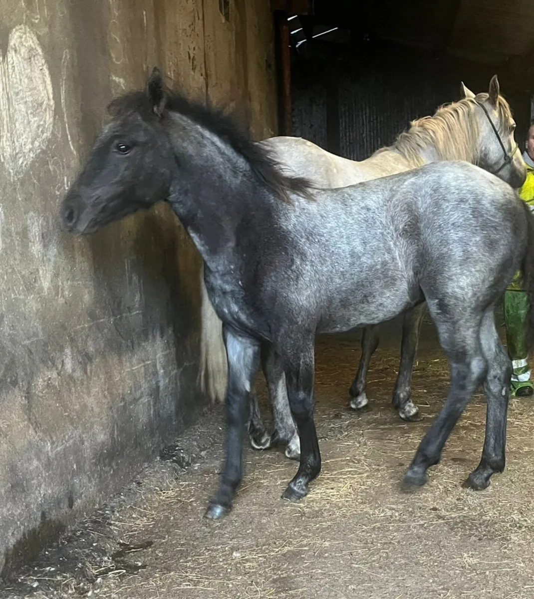 Connemara filly foal and pony foal - Image 4