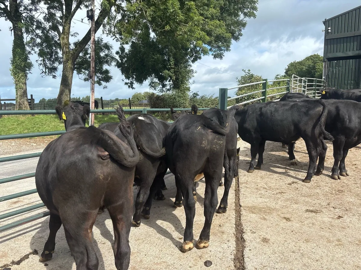 9 super Angus store bullocks - Image 1