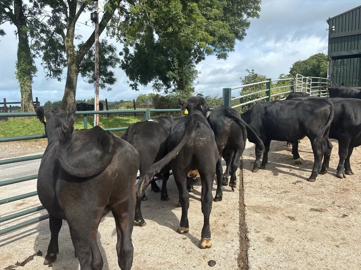 9 super Angus store bullocks - Image 2