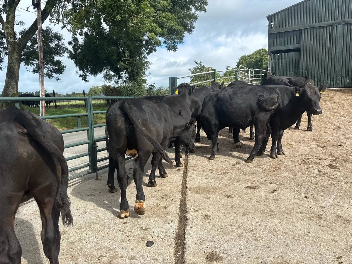 9 super Angus store bullocks - Image 4