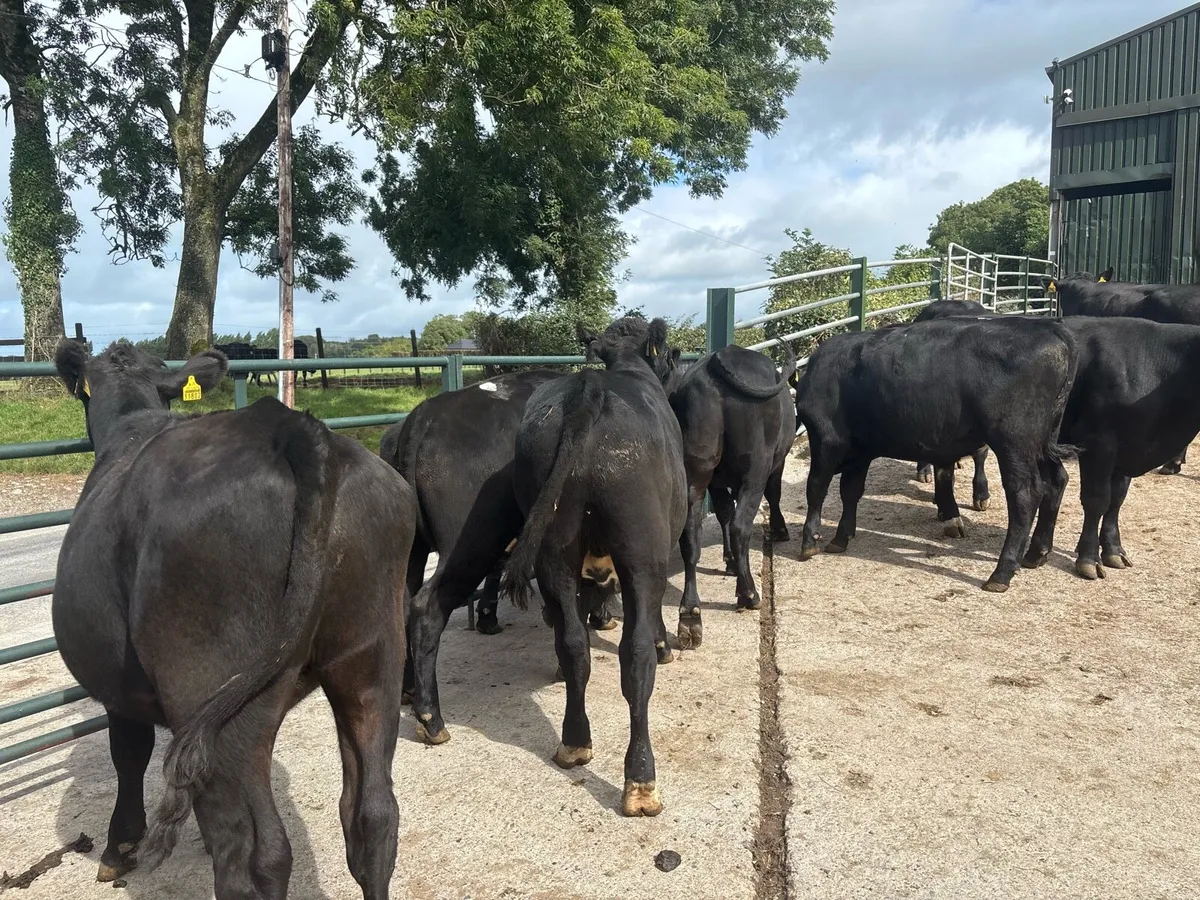 9 super Angus store bullocks - Image 3