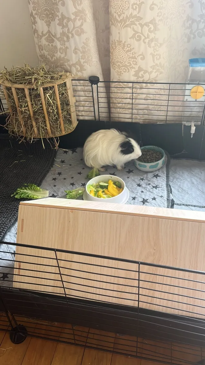 Male Guinea Pig - Image 1