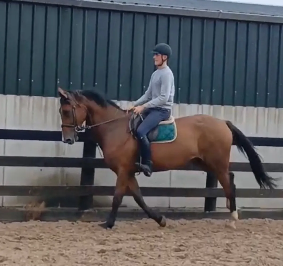 Horse - Image 1