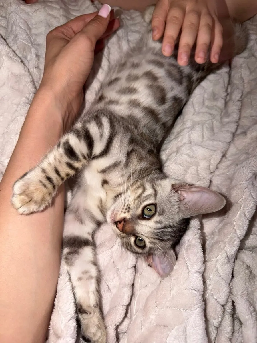 Kitten - Image 4