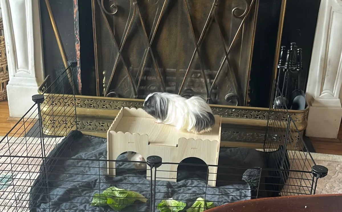 Male Guinea Pig - Image 2