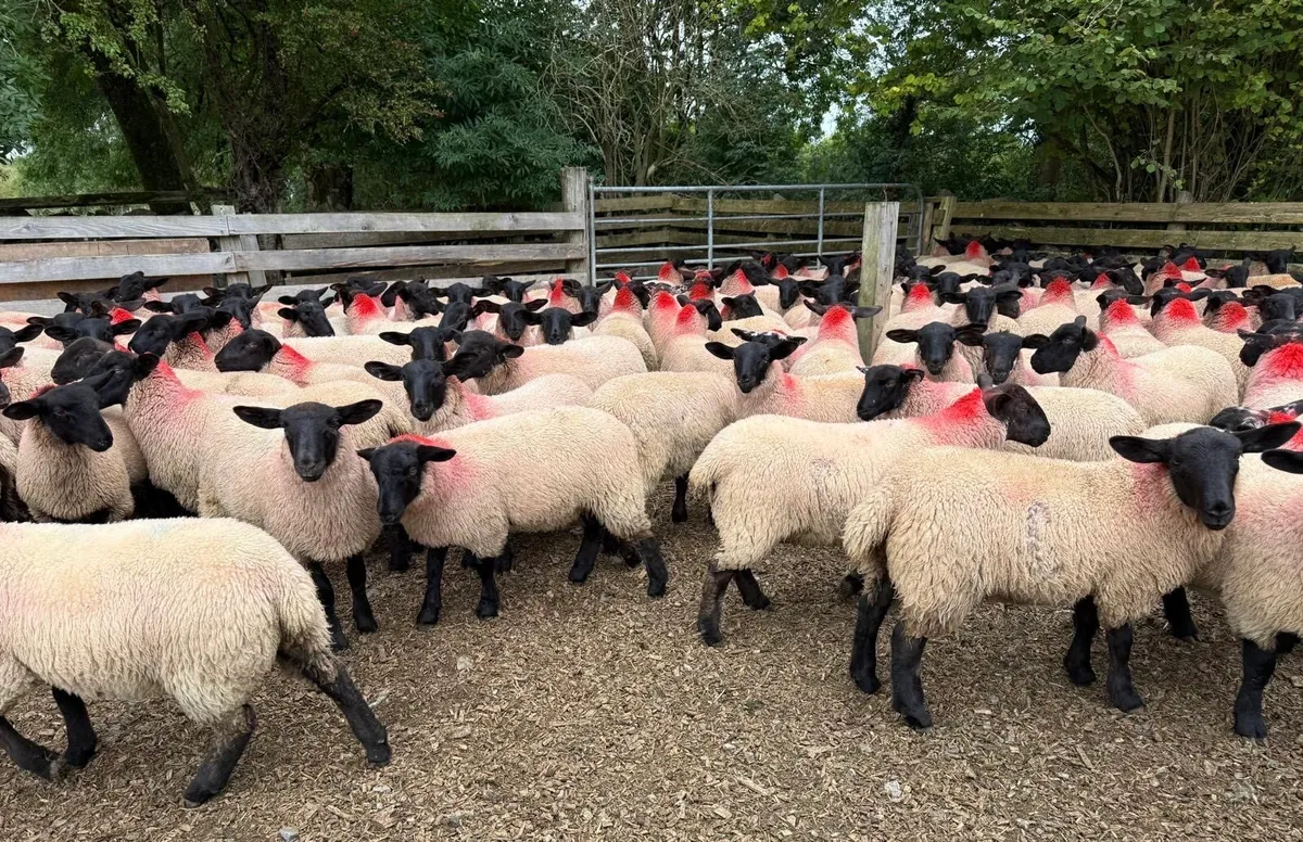 Suffolk/Mule Ewe Lambs - Image 1