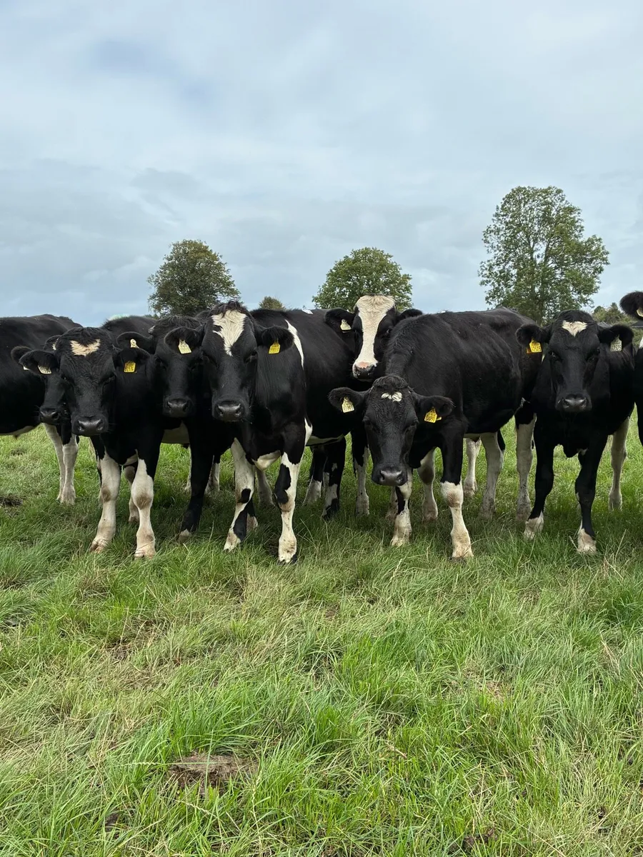 Friesian bullocks - Image 2