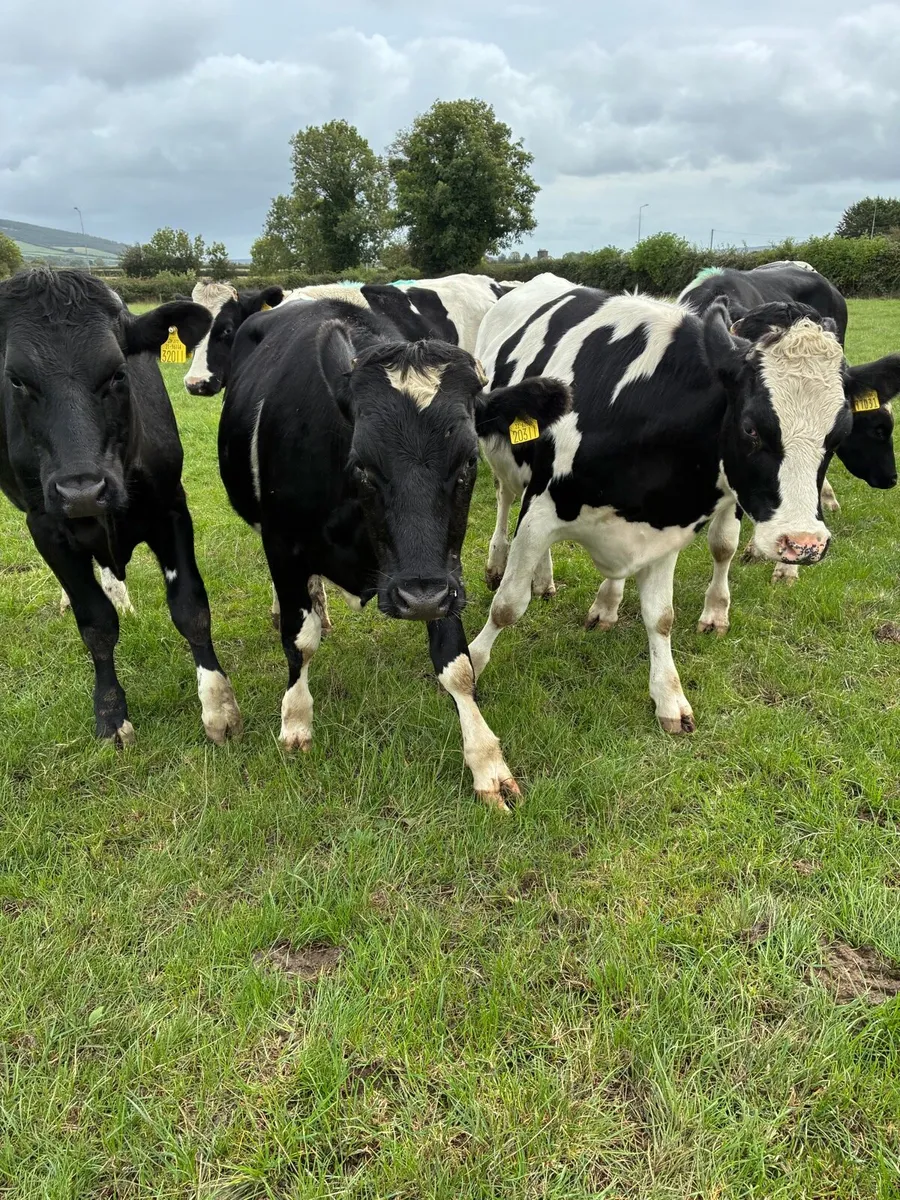 Friesian bullocks - Image 3