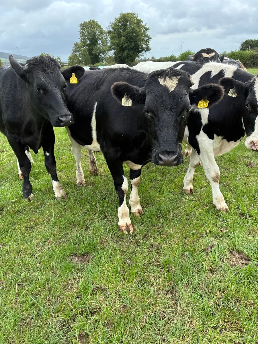 Friesian bullocks - Image 4