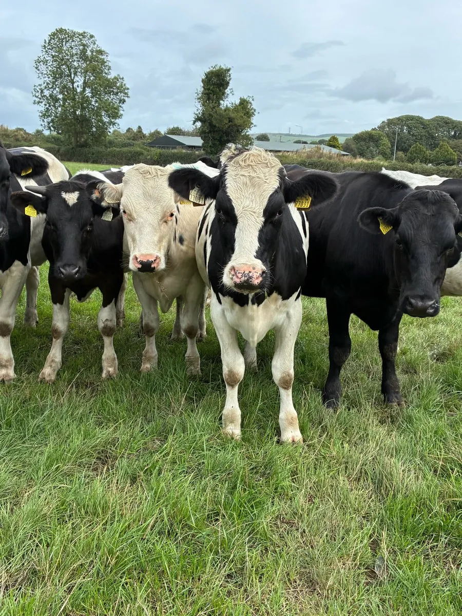 Friesian bullocks - Image 1