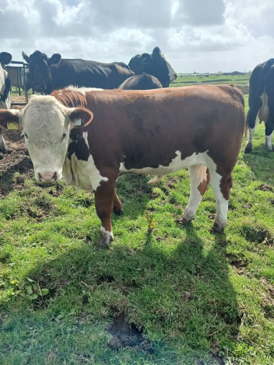 Cattle - Image 1