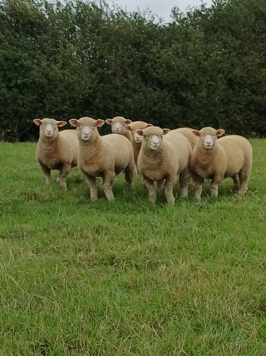 Sheep 🐑 - Image 1