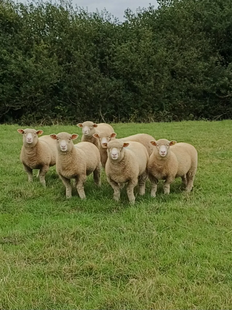 Sheep 🐑 - Image 2