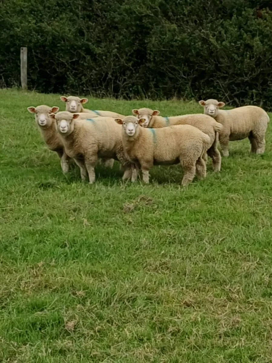 Sheep 🐑 - Image 3