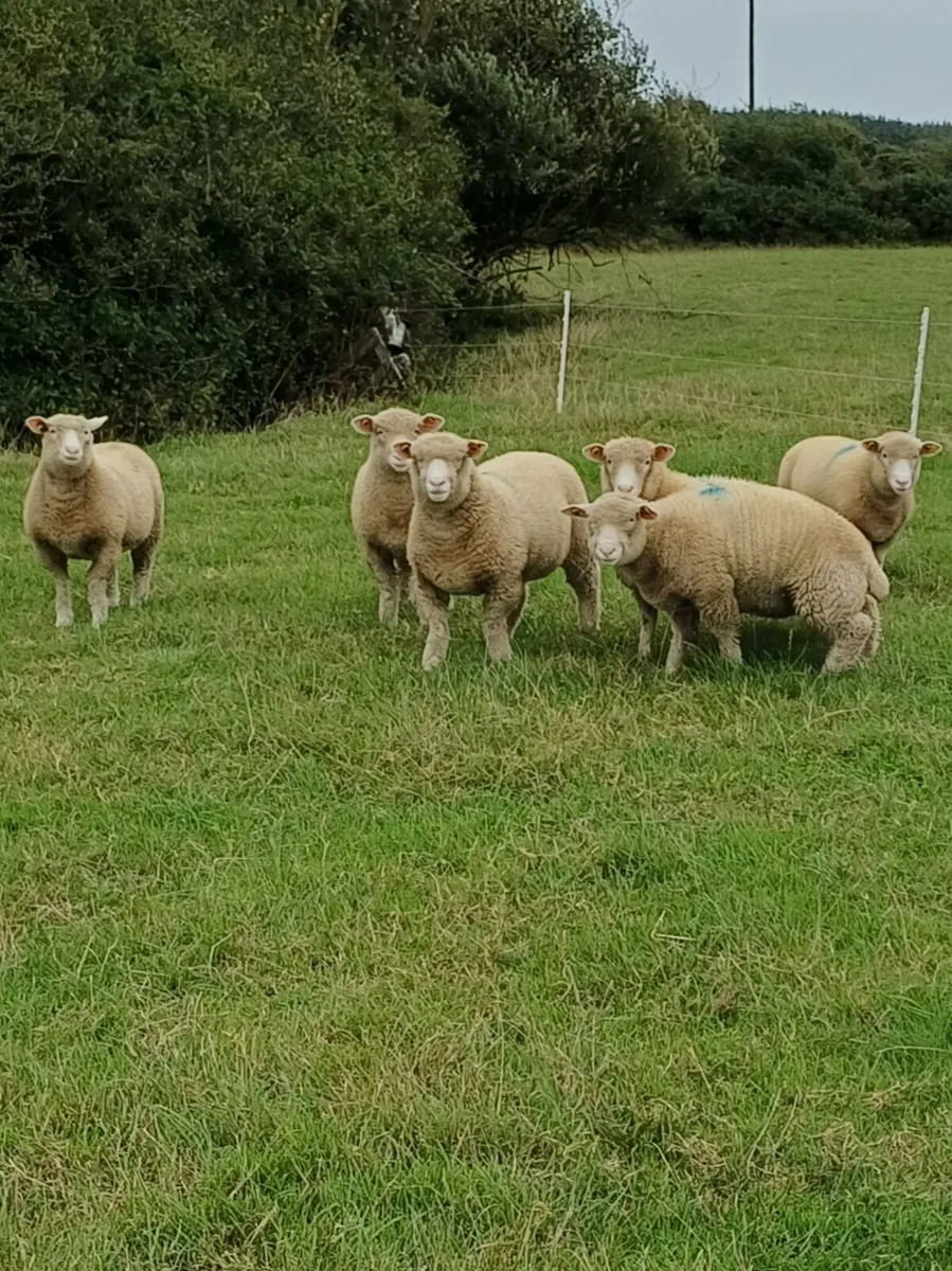 Sheep 🐑 - Image 4