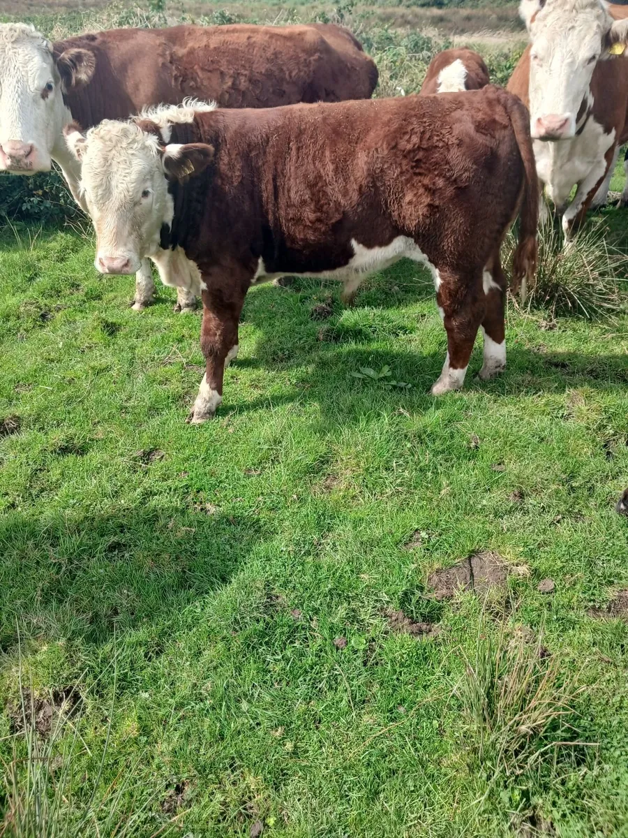 Cattle - Image 2