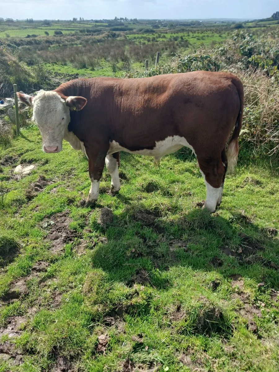 Cattle - Image 3