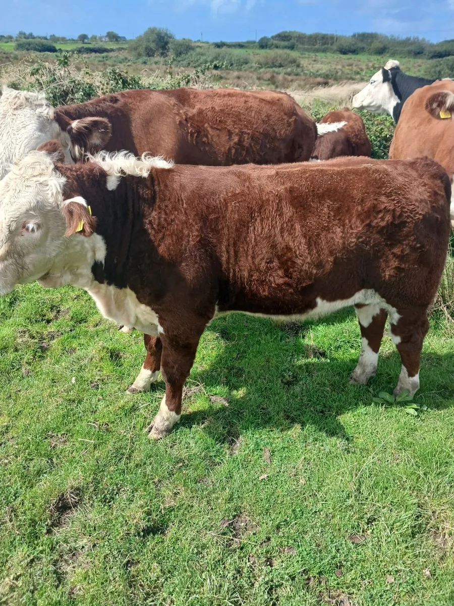 Cattle - Image 4