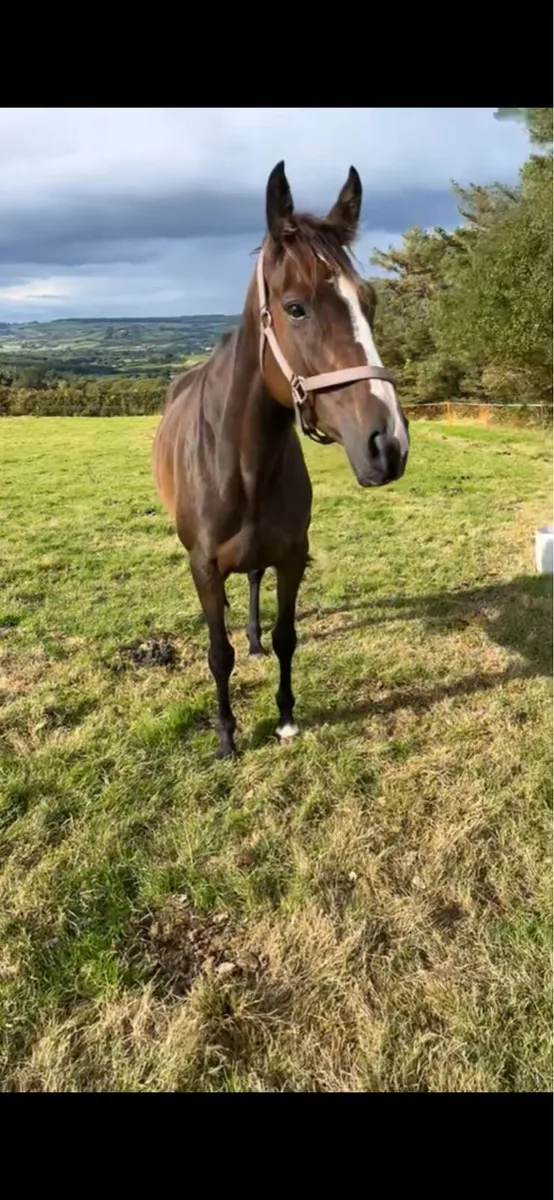 15h 6yr Mare - Image 2