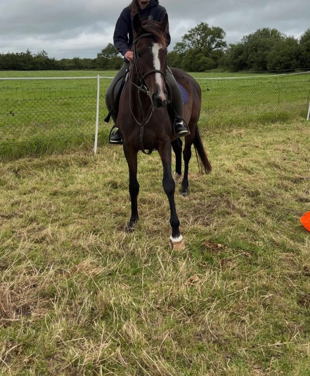 15h 6yr Mare - Image 3
