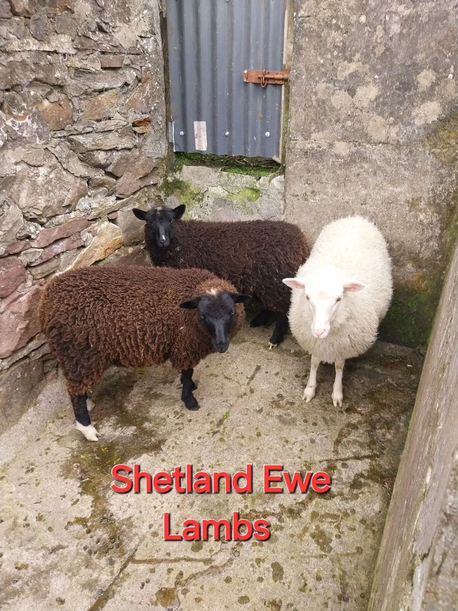 Shetlands & cross breed - Image 1