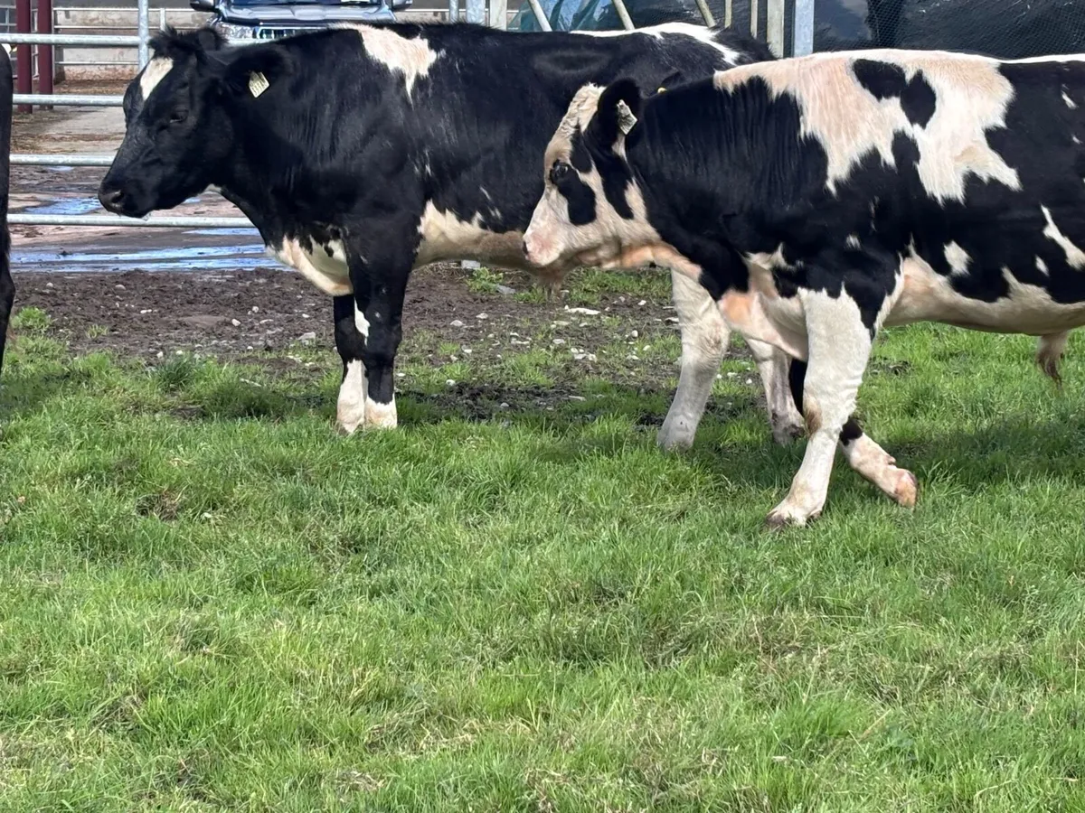 8 top quality store bullocks for sale - Image 2