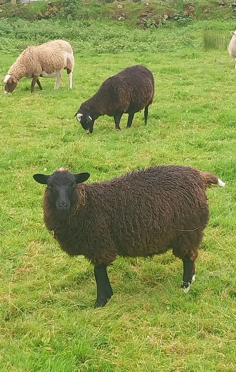 Shetlands & cross breed - Image 2