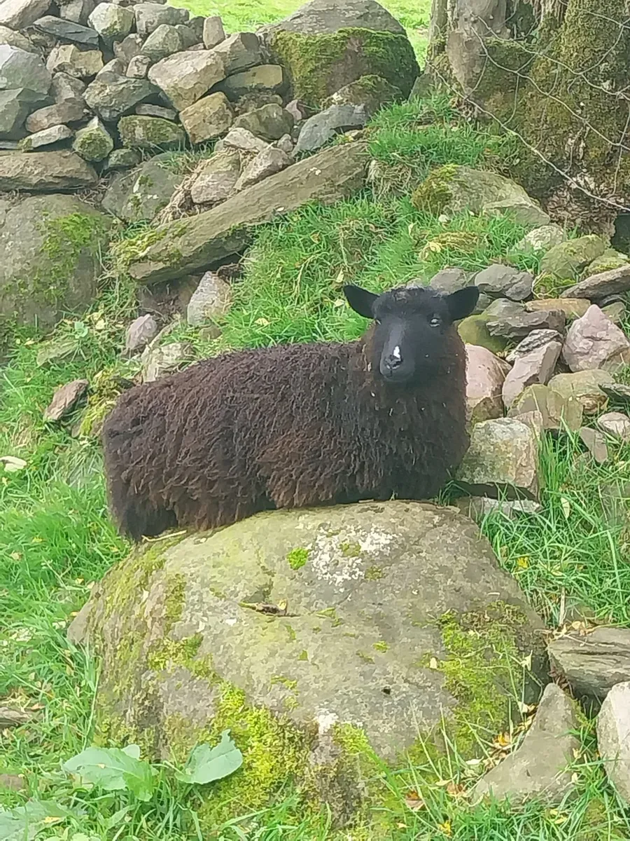 Shetlands & cross breed - Image 3