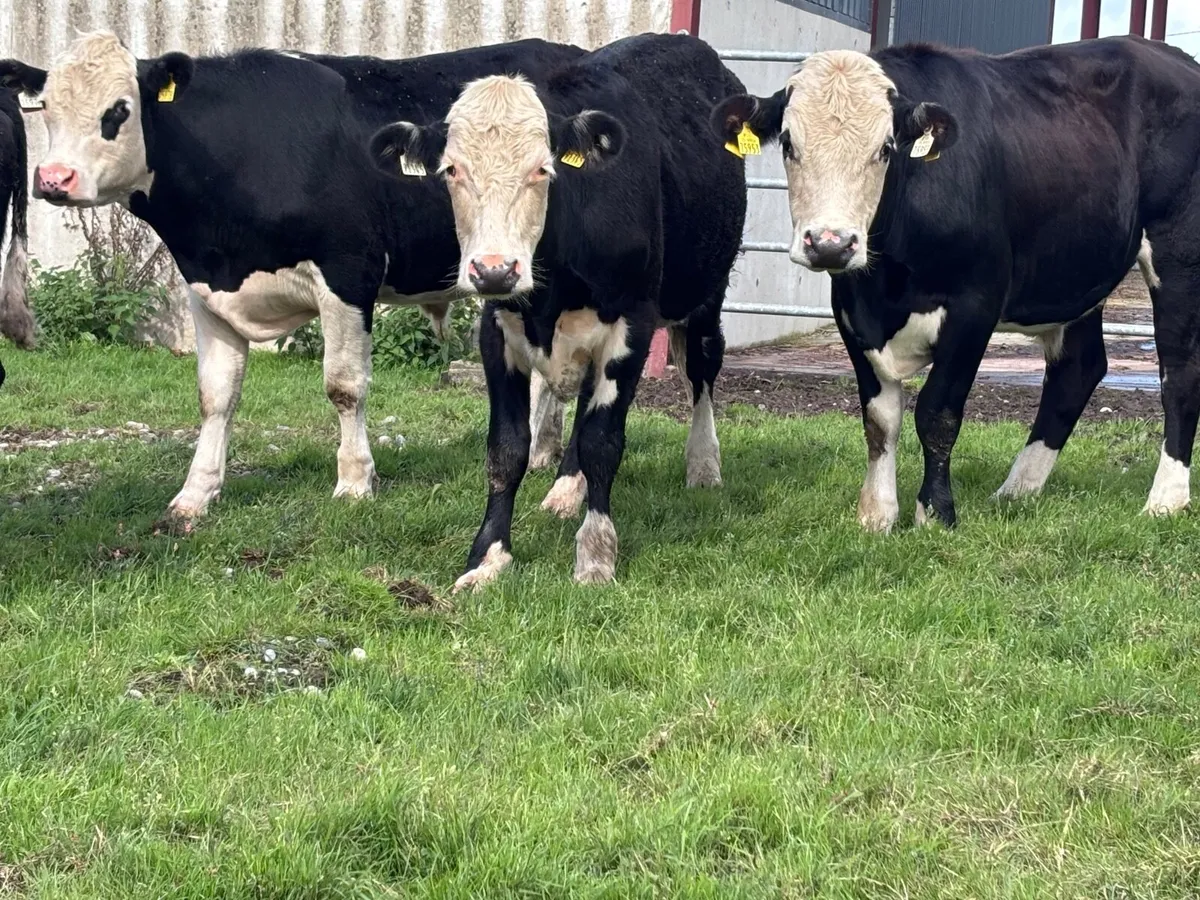 8 top quality store bullocks for sale - Image 1