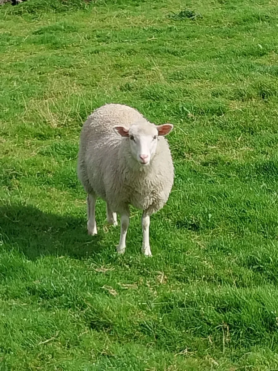 Shetlands & cross breed - Image 4