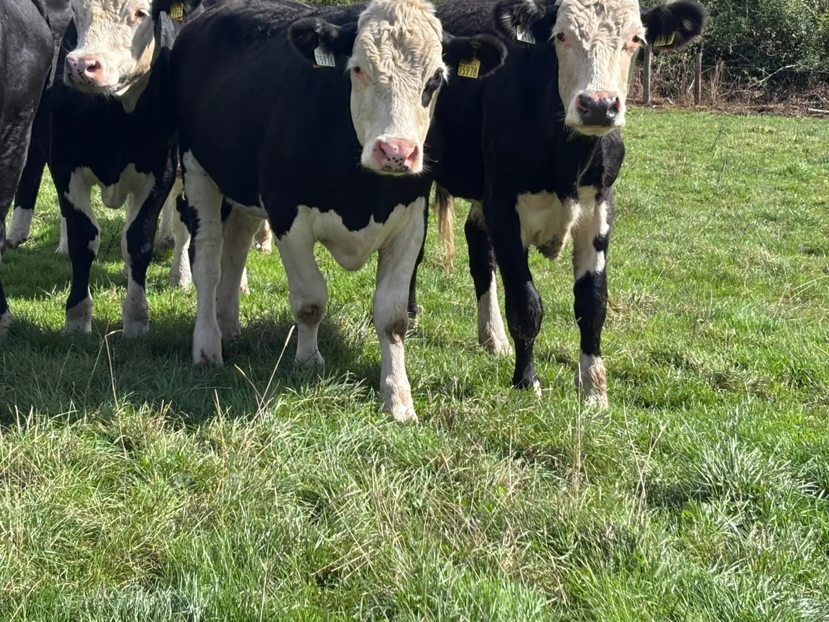 8 top quality store bullocks for sale - Image 3