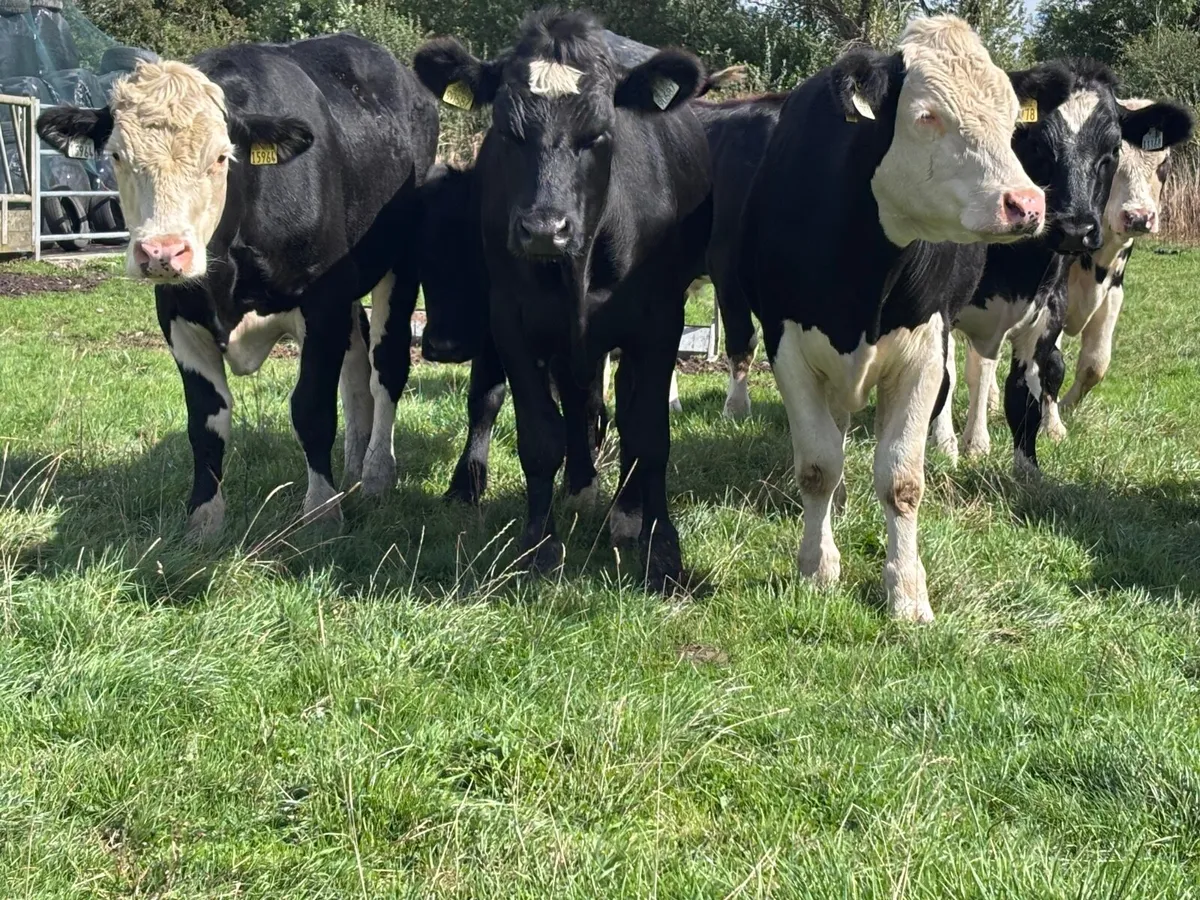 8 top quality store bullocks for sale - Image 4
