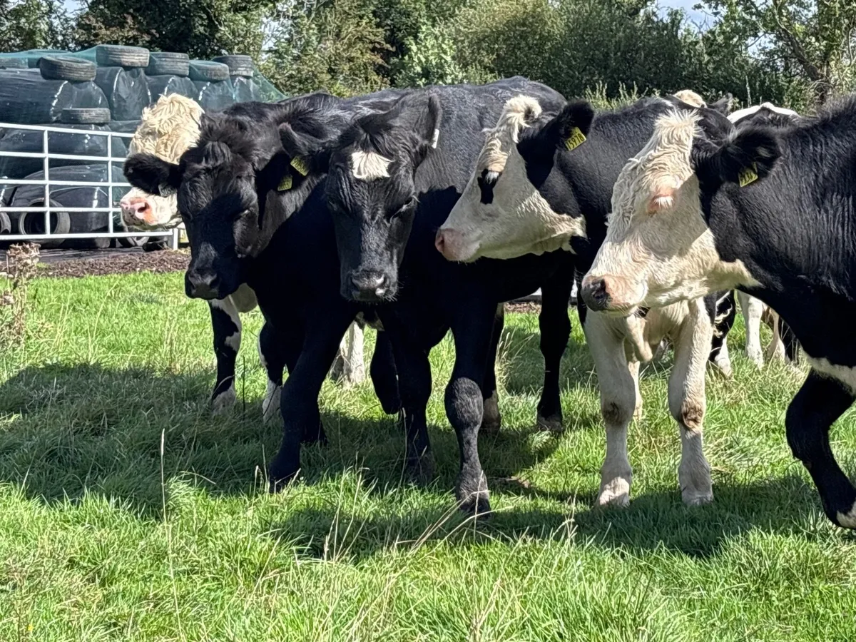 6 top quality store bullocks for sale - Image 3