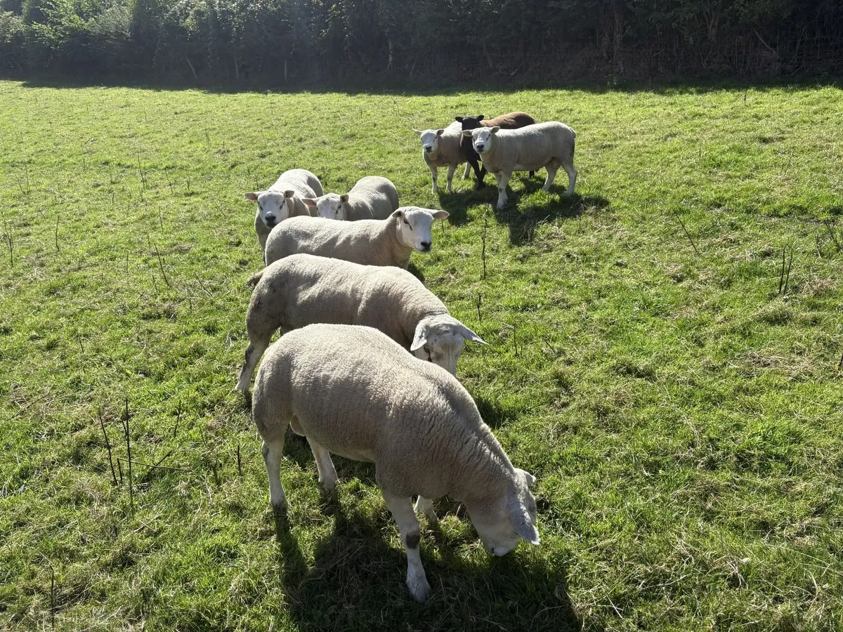 Texel Shearling Rams - Image 1