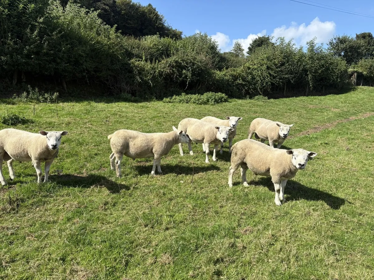 Texel Shearling Rams - Image 2