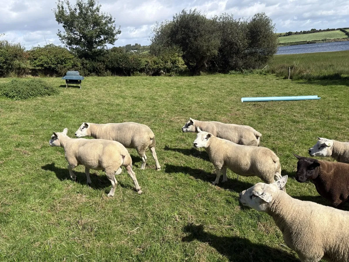 Texel Shearling Rams - Image 3
