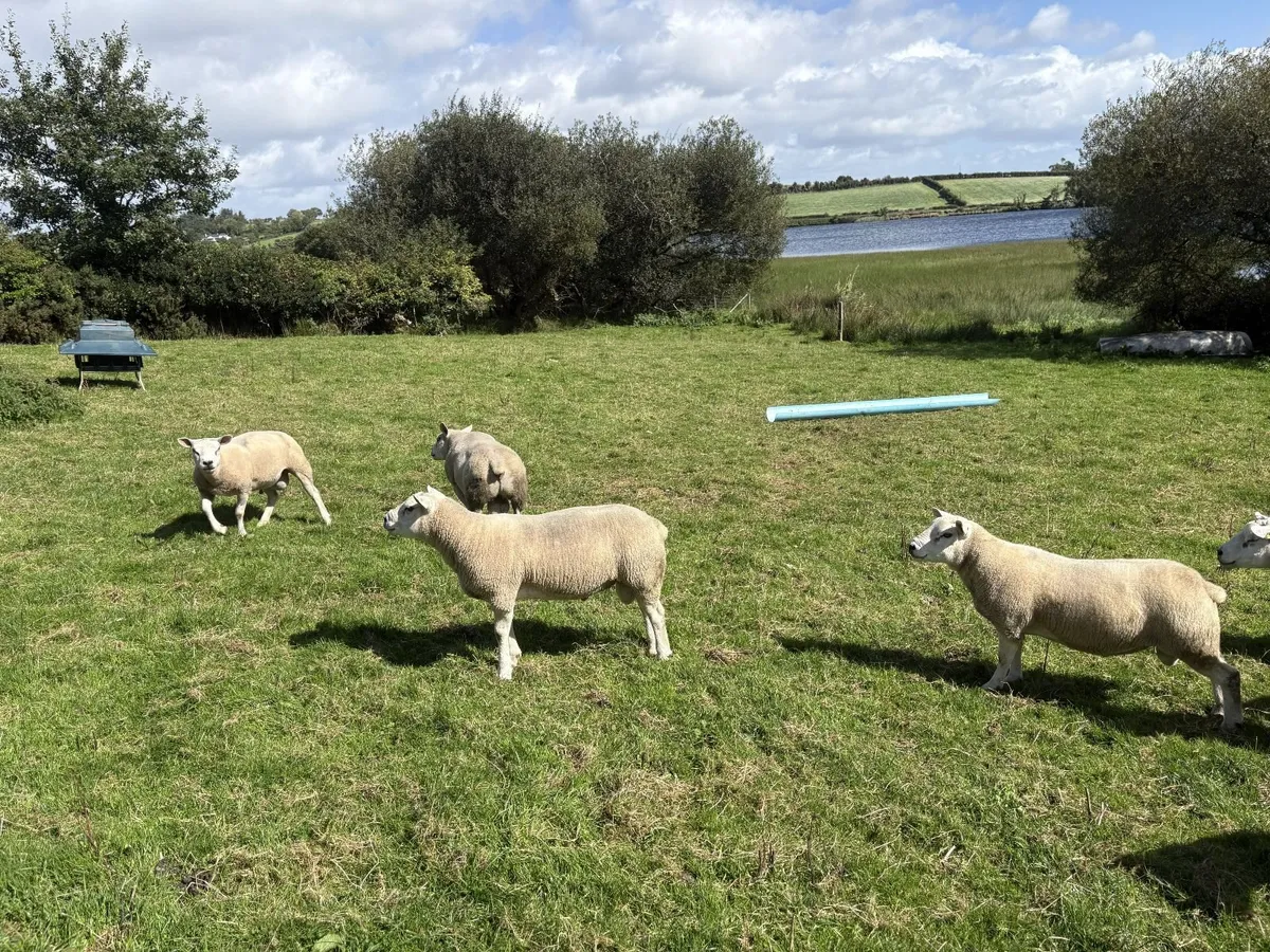 Texel Shearling Rams - Image 4