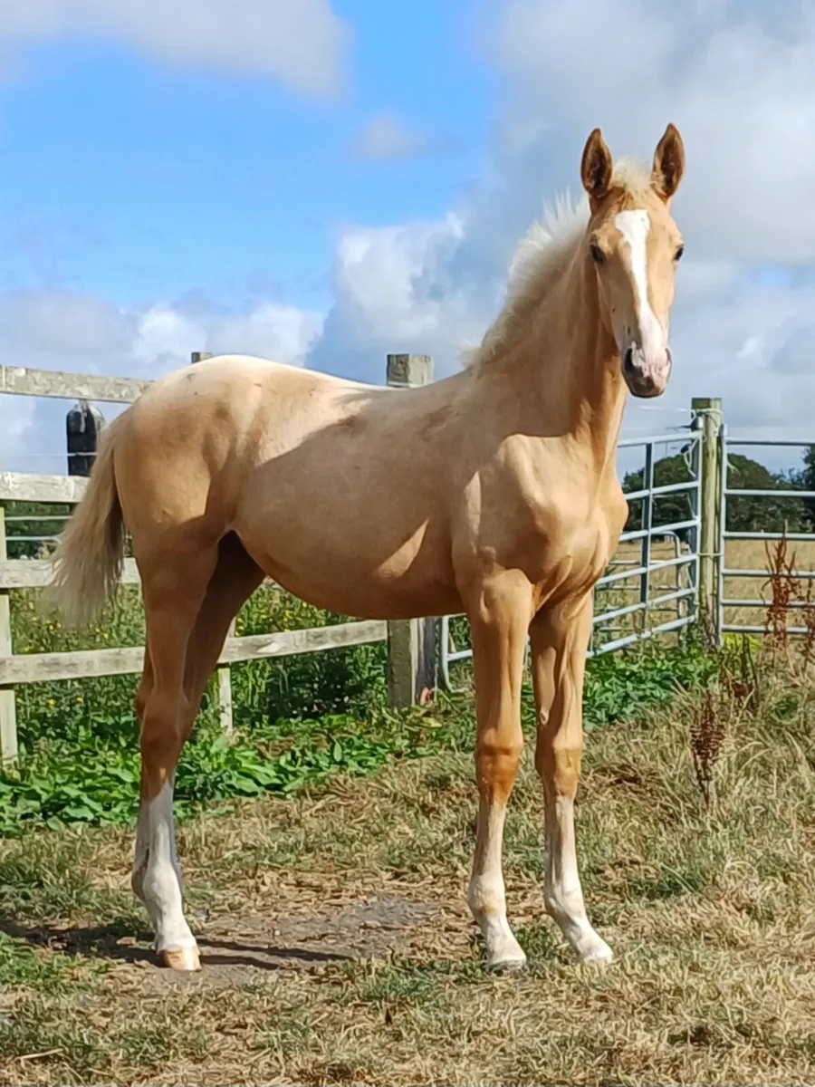 Horse - Image 1