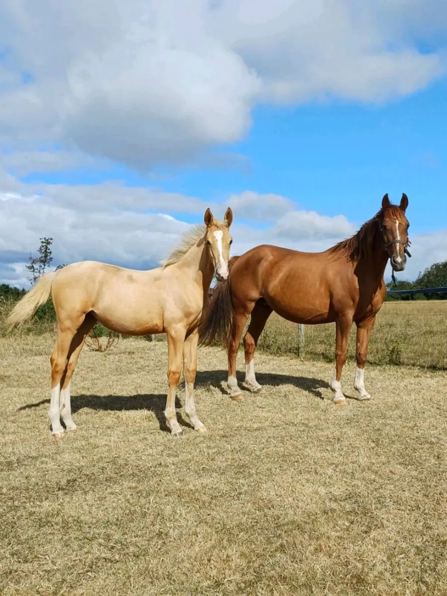 Horse - Image 2