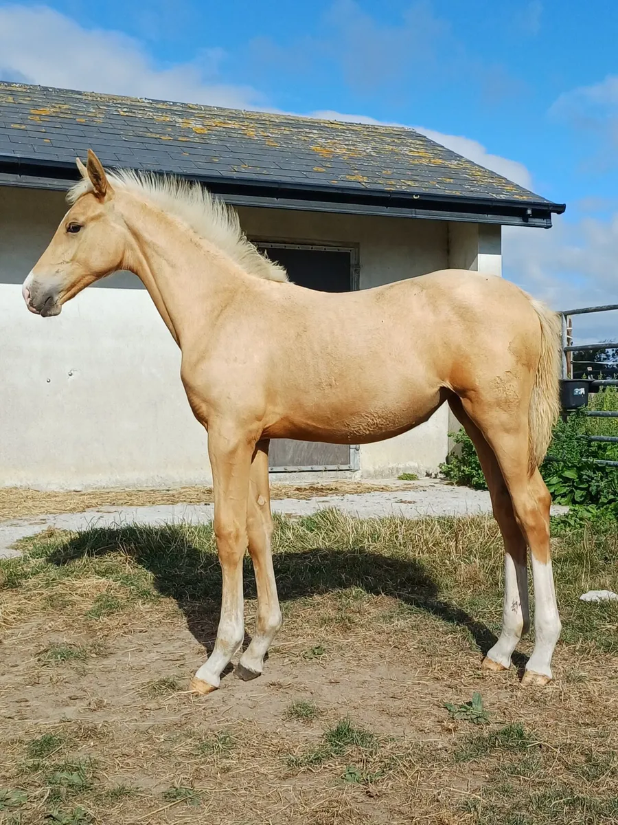 Horse - Image 4