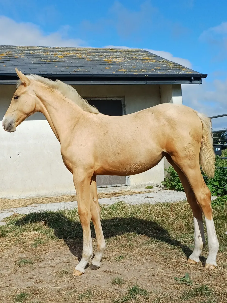 Horse - Image 3