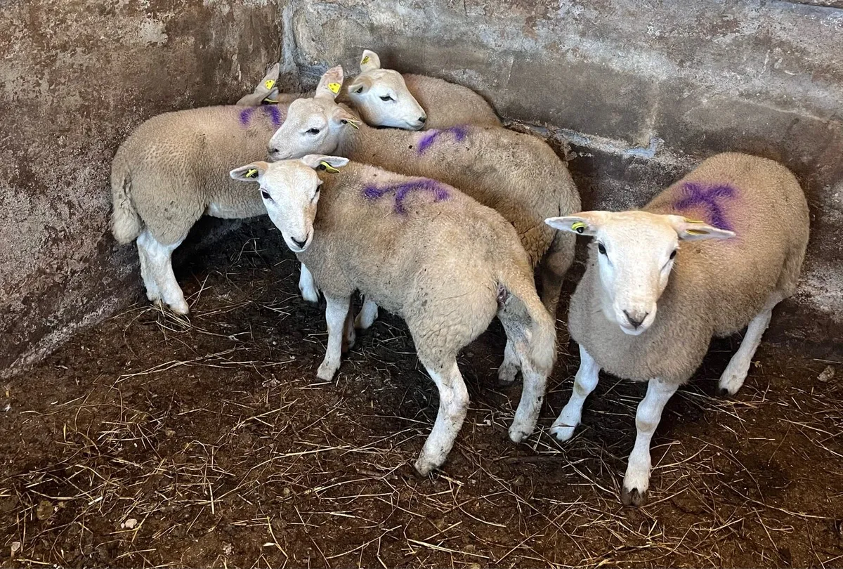 Texel Ewe Lambs - Image 1