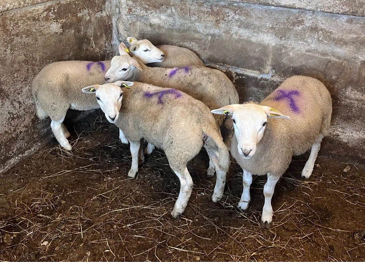 Texel Ewe Lambs - Image 2