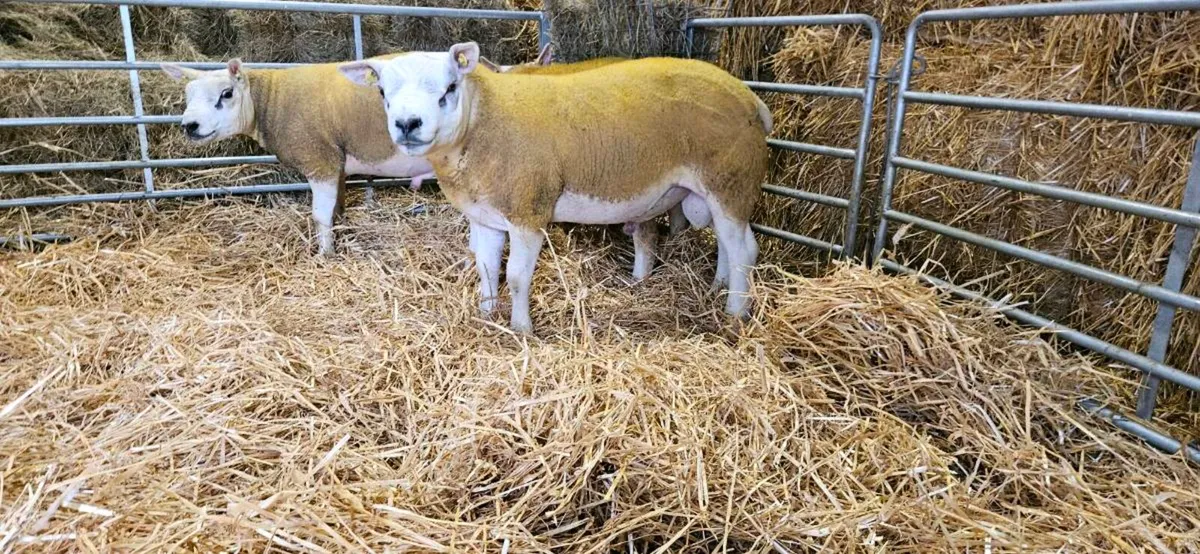 Texel rams - Image 1