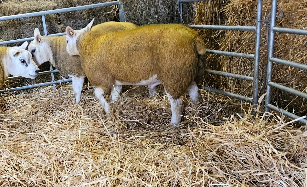 Texel rams - Image 2