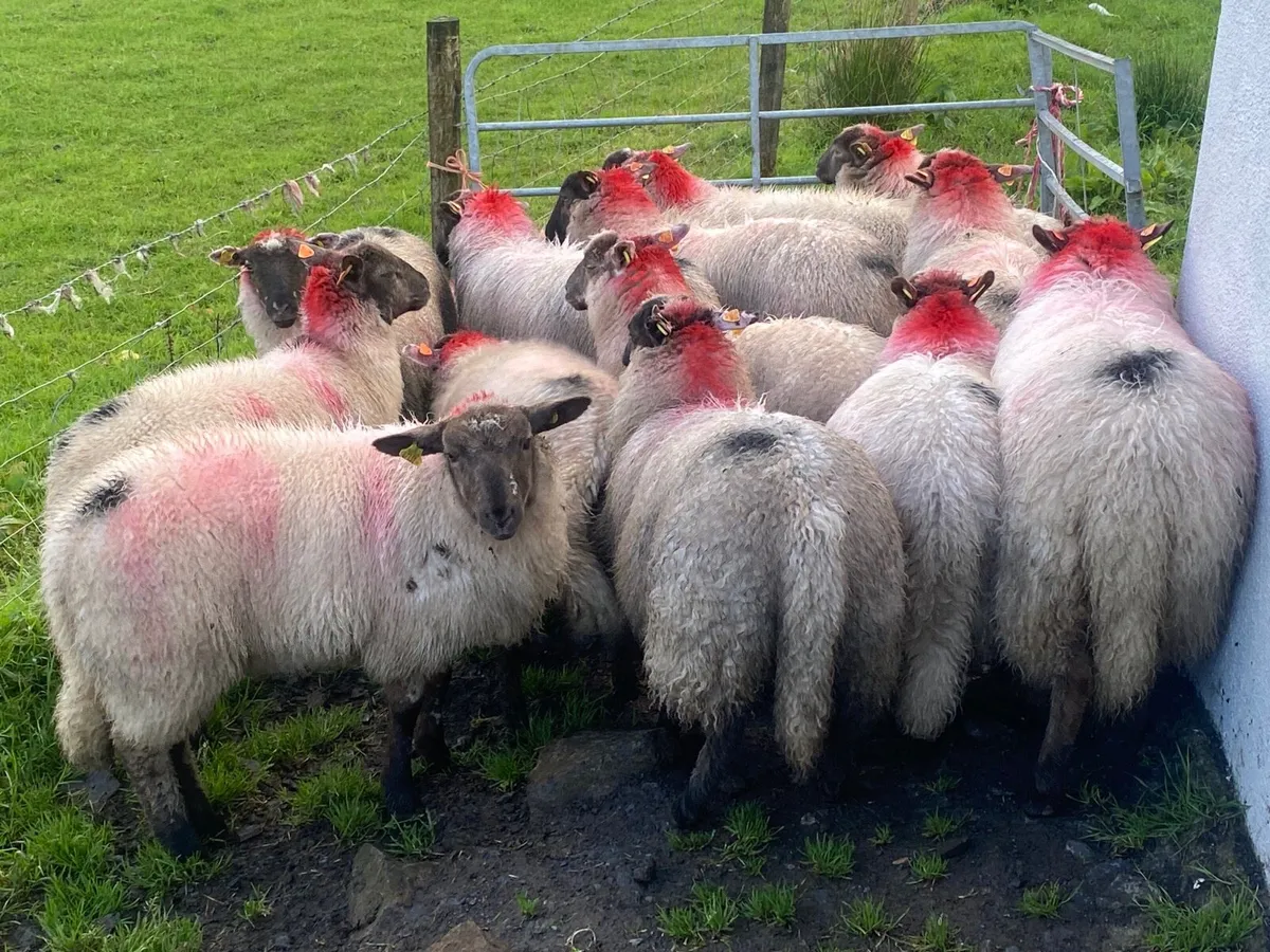 15 Super Ewe Lambs - Image 3